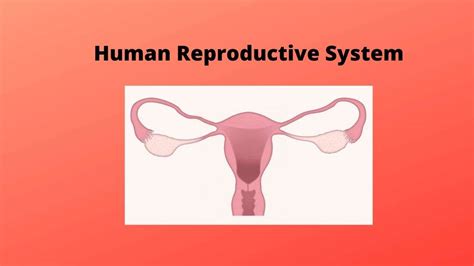 human reproductive system diagram facts and function