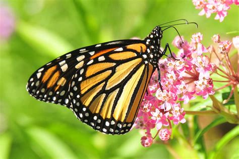monarch butterfly facts pictures video find    lifestyle world famous migration