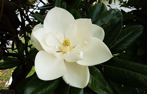 grow  sweetbay magnolia tree