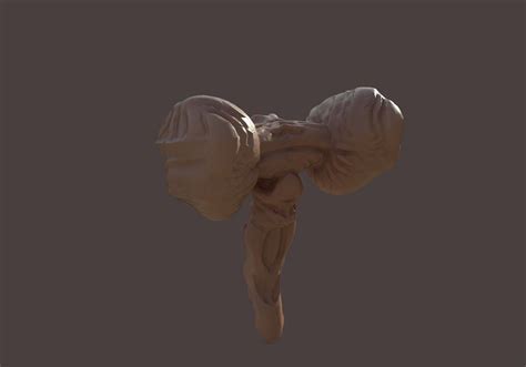 anatomy brain aliens 3d asset cgtrader