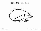 Hedgehog Coloring Pages Labeling Exploringnature Year sketch template