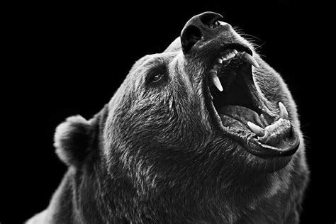 black  white bear head grizzly bear tattoos grizzly bear drawing