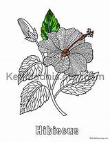 Hibiscus Mandala sketch template