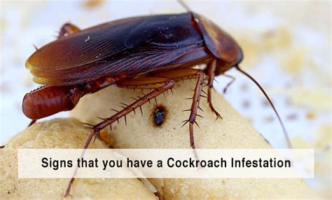 signs you have cockroaches roach cockroach insect