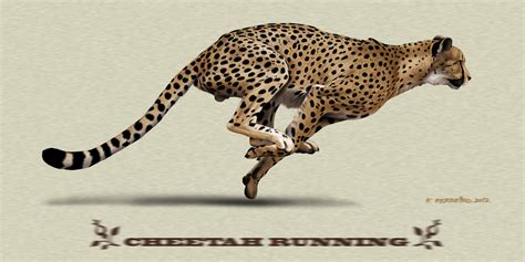 cheetah running  deviantferrick  deviantart