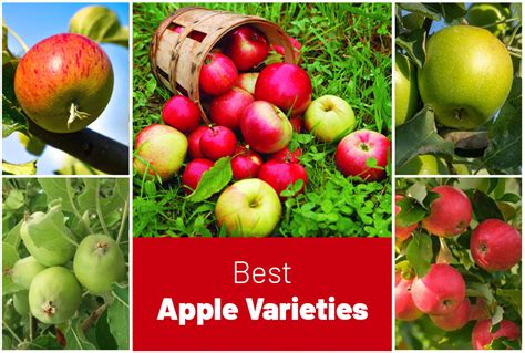 types  apple tree varieties  popular species