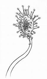 Carnivorous Plant Monster Coloring Plants Flowers Sketches Project Drawings Jr Designlooter Drawing Search Google Sb Nautilus Alien Sketchbook Ink Tattoos sketch template