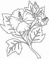 Hibiscus Coloringonly Indiaparenting Supercoloring sketch template