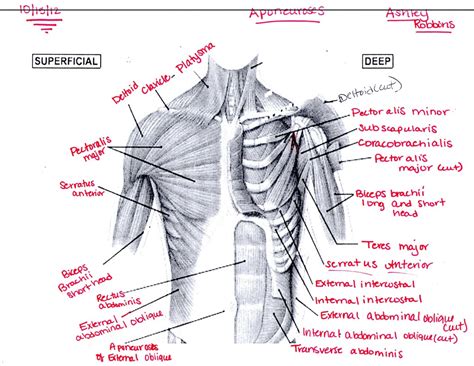 chest muscles anatomy labeled overview  chest muscles