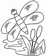 Colorare Cattail Tifa Cattails Libellula Disegno Disegnare Cerca sketch template