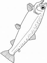 Saumon Salmon Poisson Colorier Truite Pesci Pesce Dessins Poissons Animali Greluche sketch template