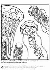 Jellyfish Coloring Pages Drawing Realistic Colouring Printable Animal Edupics Book Getdrawings Popular Books Choose Board Large sketch template