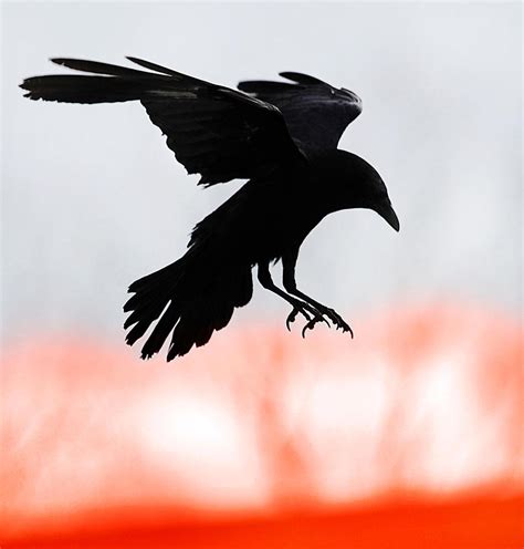 evil crow terrorises cork students  series  vicious campus
