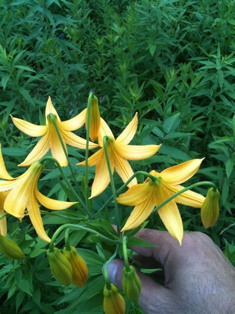 transformational gardening canada lily wild yellow lily meadow lily
