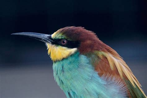 birds beaks adaptations