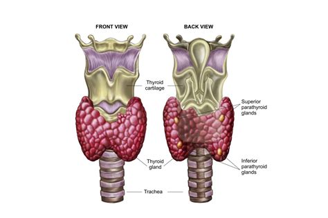 thyroid gland   endocrine system