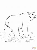 Urso Orso Polare Orsi Polari Desene Ursul Colorat Stampare Ursi Disegnare sketch template