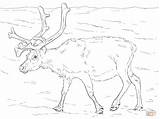 Coloring Reindeer Pages Svalbard Supercoloring Drawing Printable Colorings sketch template