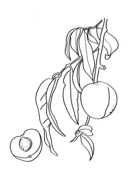 peach coloring pages