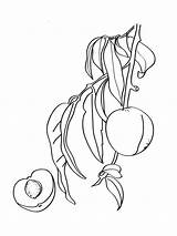 Peach Coloring Pages Tree Printable Fruits Template sketch template