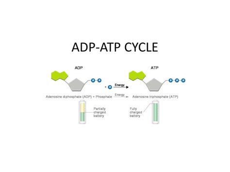 adp atp cycle