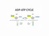 Atp Adp Molecule Adenosine sketch template