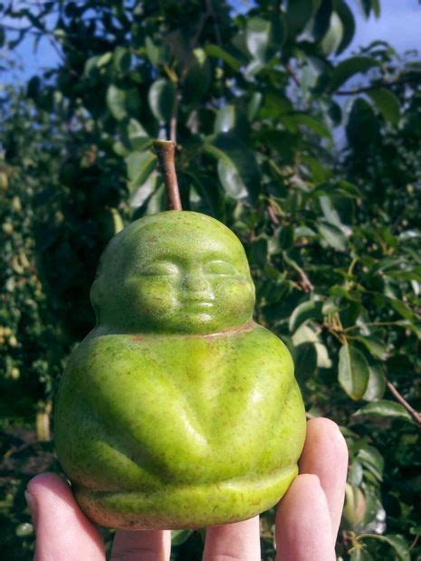 how to make buddha shape pears pear shapes fruit
