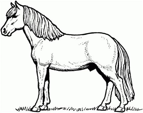 coloring  horse coloring pages astonishing sheets photo ideas