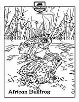 Coloring Pages Bullfrog Amphibian African sketch template