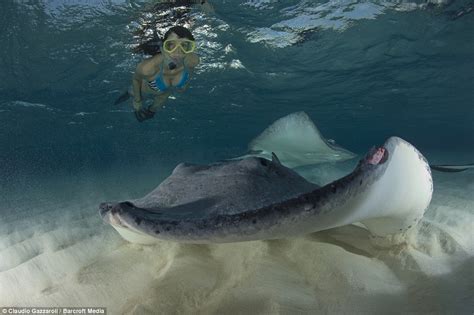 beautiful pictures show extraordinary stingrays swimming
