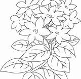 Flower Coloring Jasmine Pages Drawing Buttercup Getdrawings Paintingvalley Getcolorings sketch template