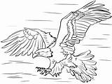 Calva Aguila Aquila Colorare Disegni Presa águila Kids Vuelo Caccia Sobre Prey Diving Cazando sketch template