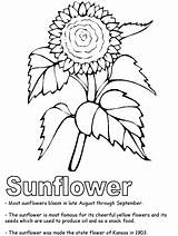 Coloring Pages Sunflower Printable Color Kansas Flower Clipart Kids State Flowers Symbols Cactus Preschool Usa Print Adults Beautiful Library Printables sketch template