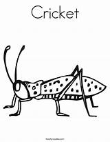 Cricket Coloring Worksheet Pages Insect Kids Twistynoodle Crickets Bug Animal Printable Print Insects Noodle 15th 19th June Built California Usa sketch template