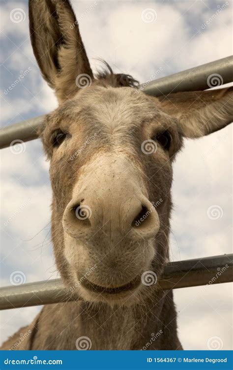 burro smile royalty  stock photography image