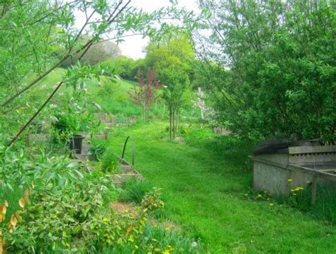 whitefield permaculture forest garden  key  success whitefield permaculture