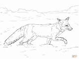 Coloring Fox Pages Tundra Red Animals Realistic Printable Drawing Walking Snow Arctic Coyote Easy Kids Animal Snowshoe Supercoloring Sheets Color sketch template