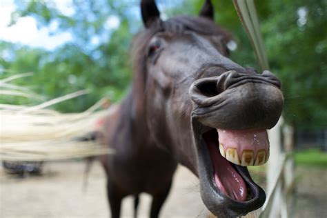 lachendes pferd foto bild tiere tierdetails lachen bilder auf
