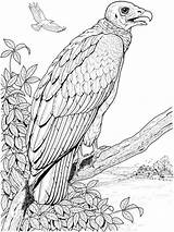 Coloring Pages Vulture Vultures Birds Printable sketch template