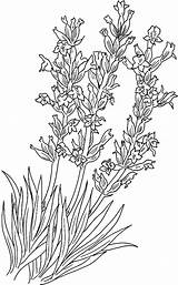 Lavanda Lavendel Aromatic Picolour Mewarna Colornimbus Sayuran Sayur Angustifolia Lavandula Implantation sketch template