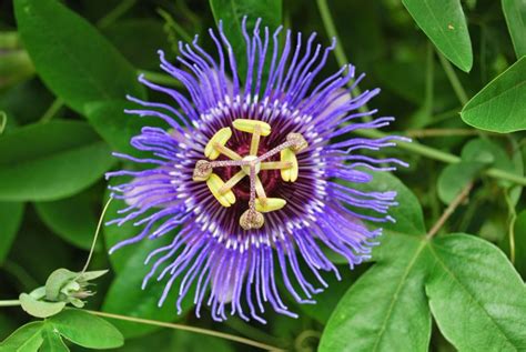 Benefits Of Passion Flower Passiflora Incarnata For Health 1