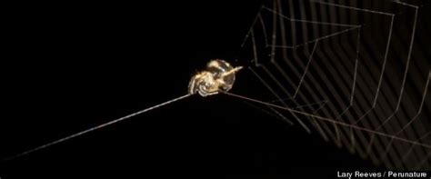 slingshot spider launches   prey  impressive web video