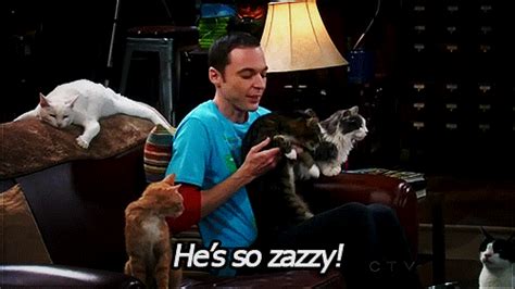 the big bang theory cat find and share on giphy