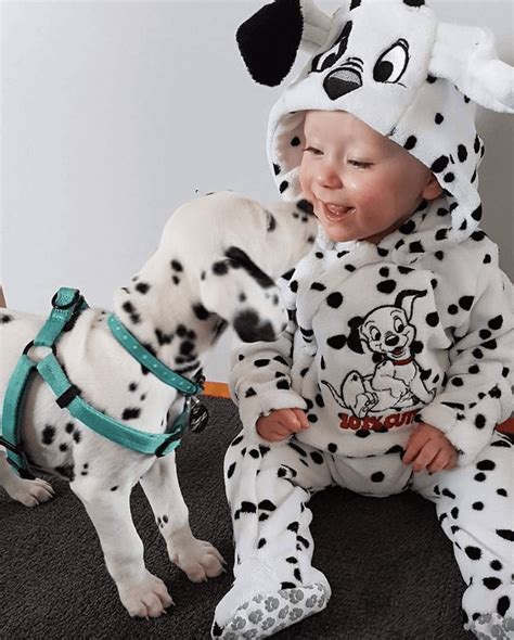 pictures  prove dalmatians  perfect weirdos page