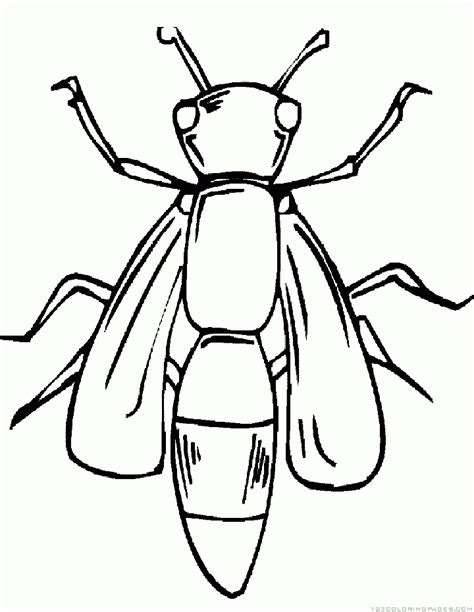 insect coloring pages part