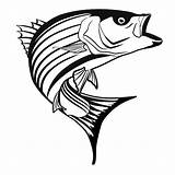 Bass Striper Fish Coloring Clipart Striped Pages Drawings Drawing Largemouth Stripe Cliparts Clip Place Color Clipground Clipartbest Clipartmag Getdrawings Library sketch template