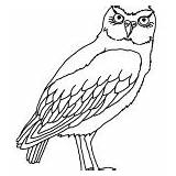 Burrowing Owl Birds Coloring Colori Category sketch template