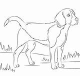 Beagle Supercoloring sketch template