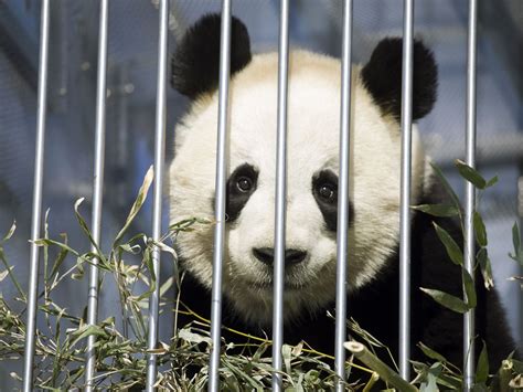 Giant Cooler Of Bamboo Awaits Pandas When They Arrive In