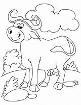 Buffalo Coloring Bills Pages Relaxed Cool Getcolorings Getdrawings Cape sketch template
